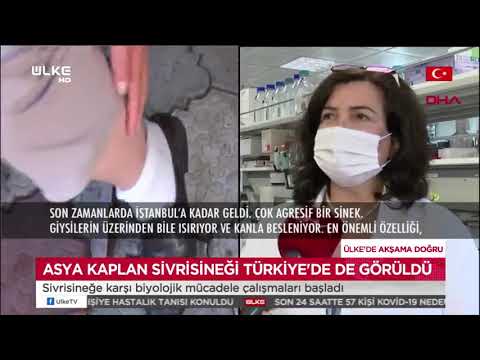 Asya Kaplan sivrisineği Türkiye'de de görüldü