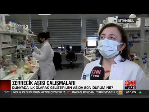 Zerrecik aşısı çalışmaları