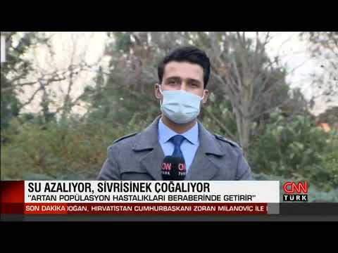 Su azalıyor, sivrisinek çoğalıyor