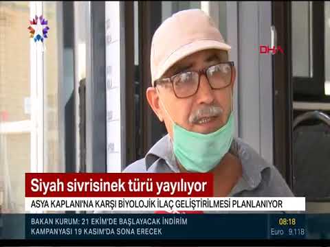 Asya kaplan sineği yayılıyor