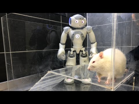 "Robotların eğittiği hayvanlar hayat kurtarabilir"