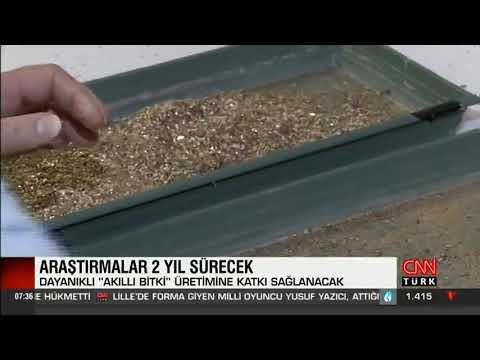 Kuraklığa karşı "akıllı bitki"