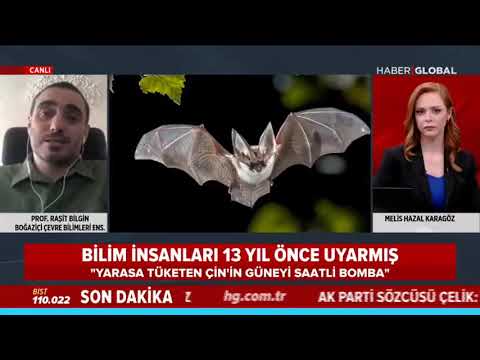 Virüs yarasalardan mı bulaşıyor?