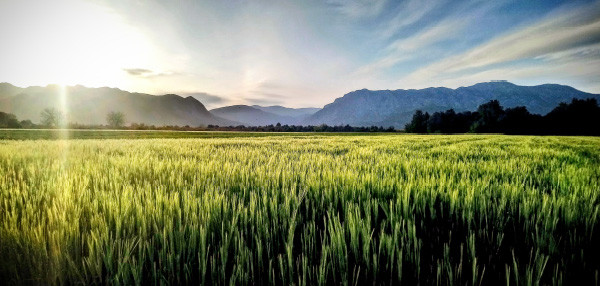 Gıda ve Tarım Çalıştayı
