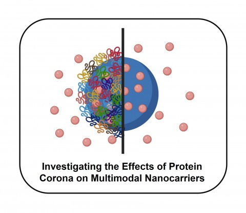 Protein Korona Oluşumunun Multimodal Nanotaşıyıcıların İlaç Salım ve Fototermal Terapi Uygulamaları Üzerine Etkisinin İncelenmesi