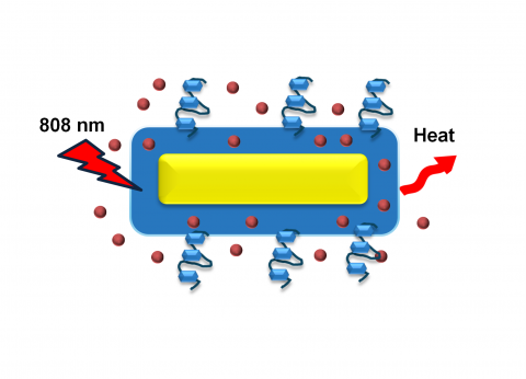 Development of Smart Biopolymer-Coated Gold Nanorods for Targeted Cancer Therapy