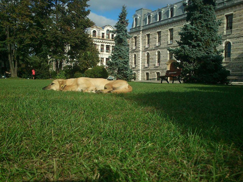 “Kampüslerimizde Köpeklerle Birlikte Yaşamak”