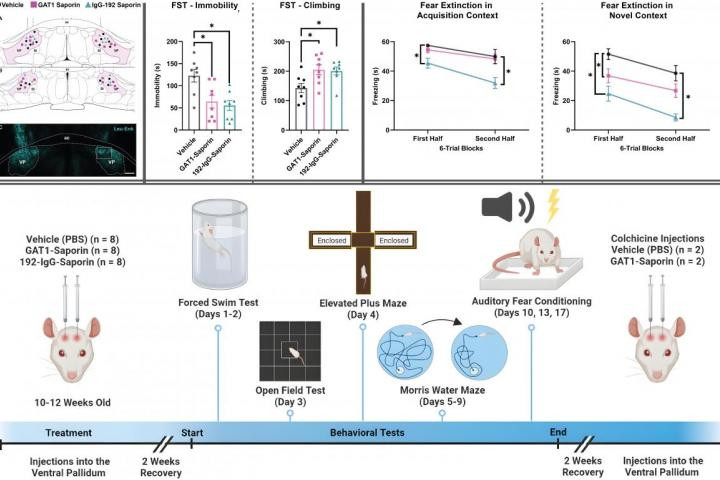 Ventral pallidum regulates responses to aversive stimuli