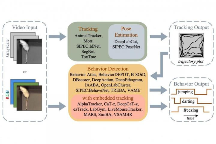 Open-source software for behavioral analysis