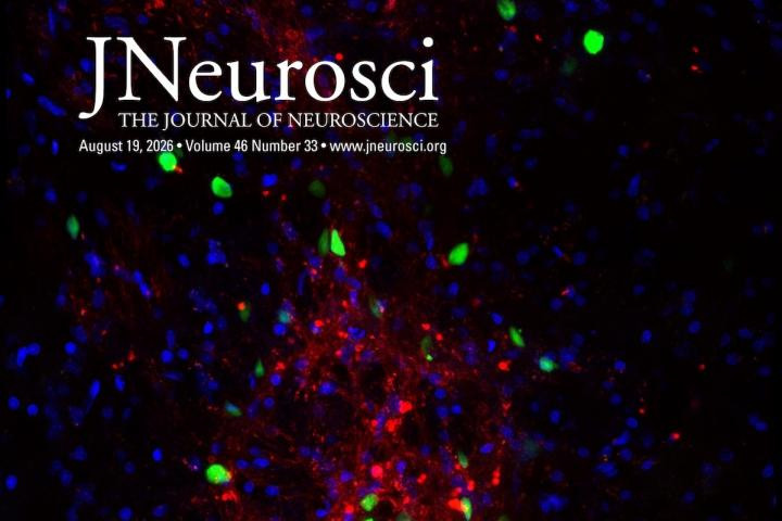 mPFC Innervation of the Basal Forebrain