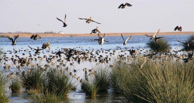 Bilimsel literatürde olmayan kuş genetik dizileri bulundu