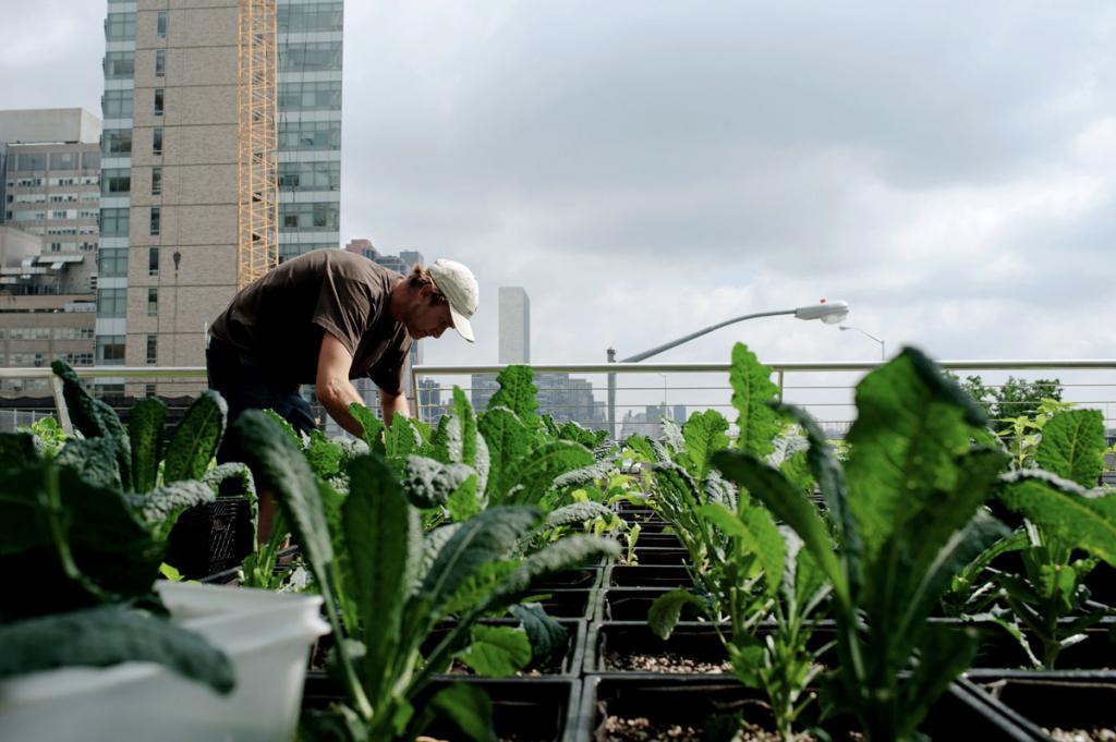 Çevreye duyarlı nesiller için şehirde tarım