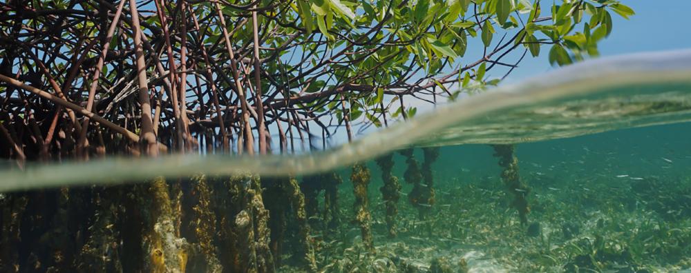 “Sürdürülebilir bir gelecek için doğayla ilişkimizi değiştirelim”
