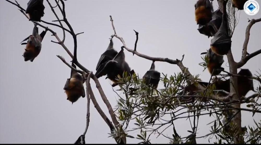 Bağışıklık gizemi #BoğaziçiBuzz