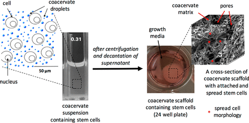 Hyaluronic Acid/Chitosan Coacervate-Based Scaffolds