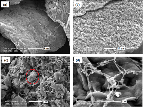 Adsorptive polyHIPE composites based on biosorbent immobilized nanoclay: Effects of immobilization techniques