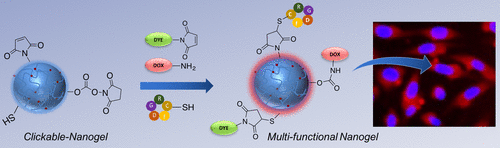 Multi-Functional Nanogels as Theranostic Platforms: Exploiting Reversible and Nonreversible Linkages for Targeting, Imaging, and Drug Delivery