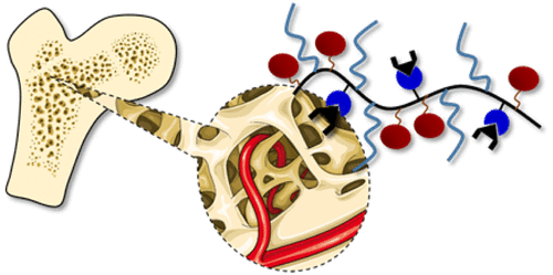 Targeting to the Bone: Alendronate-Directed Combretastatin A-4 Bearing Antiangiogenic Polymer–Drug Conjugates