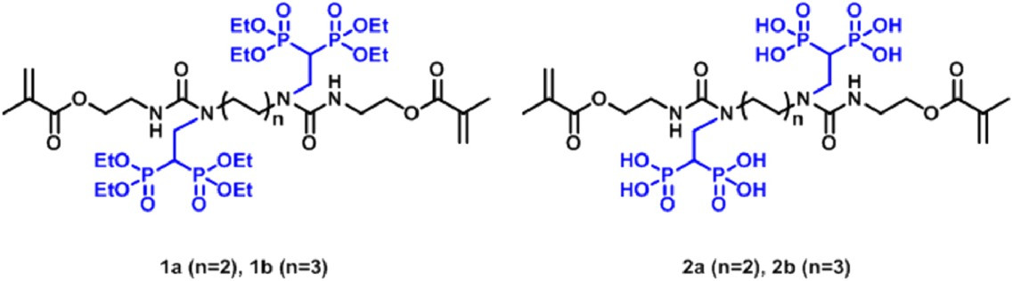 Urea Dimethacrylates Functionalized with Bisphosphonate/Bisphosphonic Acid for Improved Dental Materials