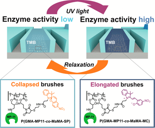 Reversible Light-Switching of Enzymatic Activity on Orthogonally Functionalized Polymer Brushes