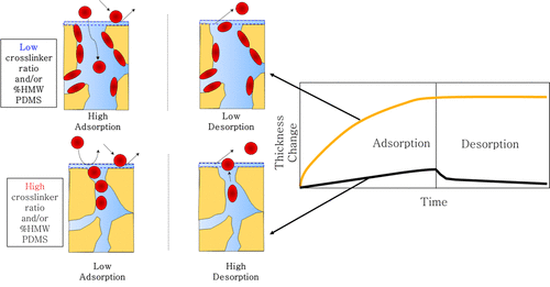 Transport-Limited Adsorption of Plasma Proteins on Bimodal Amphiphilic Polymer Co-Networks: Real-Time Studies by Spectroscopic Ellipsometry