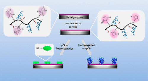 Surface-Anchored Thiol-Reactive Soft Interfaces: Engineering Effective Platforms for Biomolecular Immobilization and Sensing