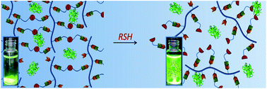 Best of Both Worlds: Diels-Alder Chemistry Towards Fabrication of Redox-Responsive Degradable Hydrogels for Protein Release