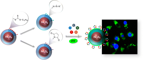 Modular Fabrication of Polymer Brush Coated Magnetic Nanoparticles: Engineering the Interface for Targeted Cellular Imaging