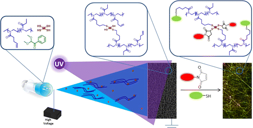 Multireactive Poly(2-oxazoline) Nanofibers through Electrospinning with Crosslinking on the Fly