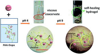 Zinc Induced Polyelectrolyte Coacervate Bioadhesive and its Transition to a Self-Healing Hydrogel