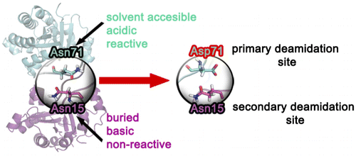 Why Does Asn71 Deamidate Faster than Asn15 in the Enzyme Triosephosphate Isomerase? Answers from Microsecond Molecular Dynamics Simulation and QM/MM Free Energy Calculations