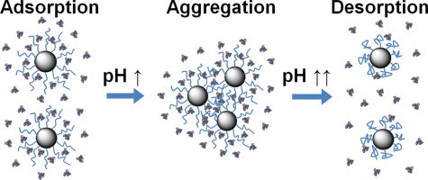 Tunable adsorption of bovine serum albumin by annealed cationic spherical polyelectrolyte brushes