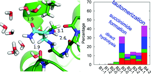 Initiation of the Reaction of Deamidation in Triosephosphate Isomerase: Investigations by Means of Molecular Dynamics Simulations