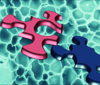 Fabrication and Functionalization of Hydrogels through “Click” Chemistry