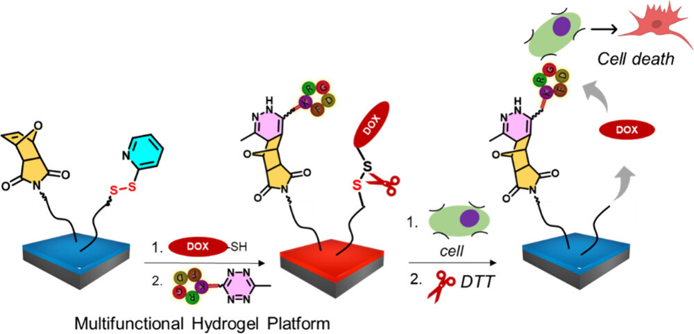 Dual-Functionalizable Hydrogel Coatings: Enabling Redox-Responsive Targeted Therapeutic Delivery to Cells at Interfaces