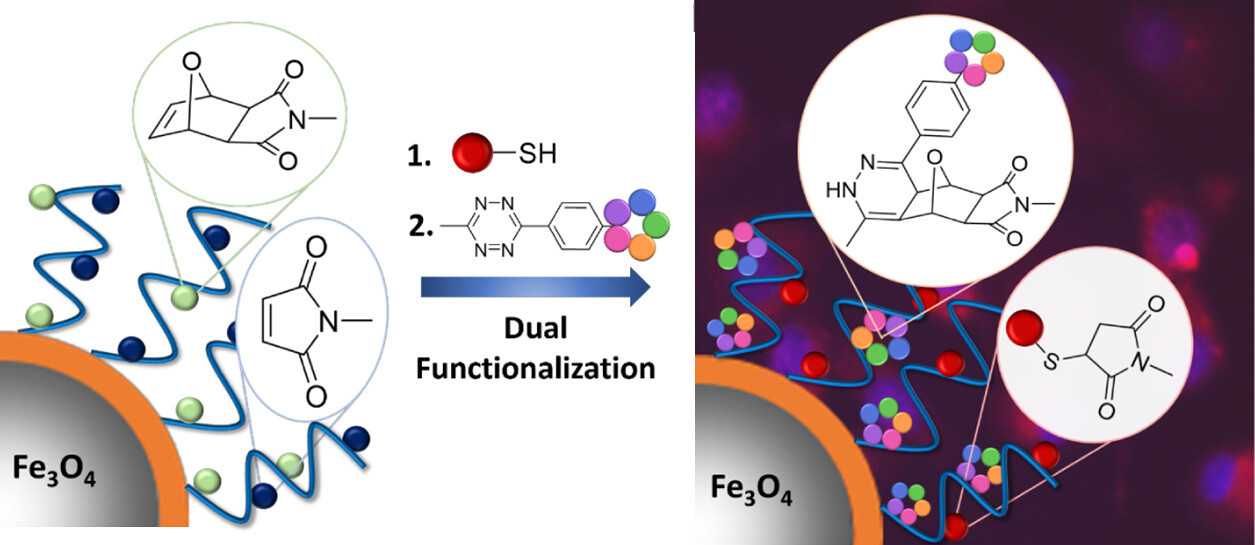 Polymer Brush-Coated Magnetic Nanoparticles: Diels-Alder/Retro-Diels-Alder Chemistry-Mediated Dual Functionalization for Targeted Drug Delivery