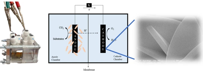 The influence of ZIF-L in a microbial fuel cell (MFC) cathode for oxygen reduction reaction (ORR)