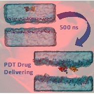 Efficient Delivering of a Photodynamic Therapy Drug into Cellular Membranes Rationalized by Molecular Dynamics