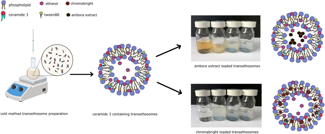 Ceramide 3 Effect on the Physical Properties of Ambora Extract and Chromabright-Loaded Transethosomes
