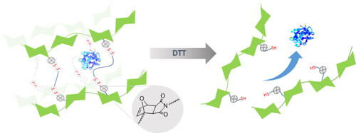 Hyaluronic-acid based redox-responsive hydrogels using the Diels-Alder reaction for on-demand release of biomacromolecules