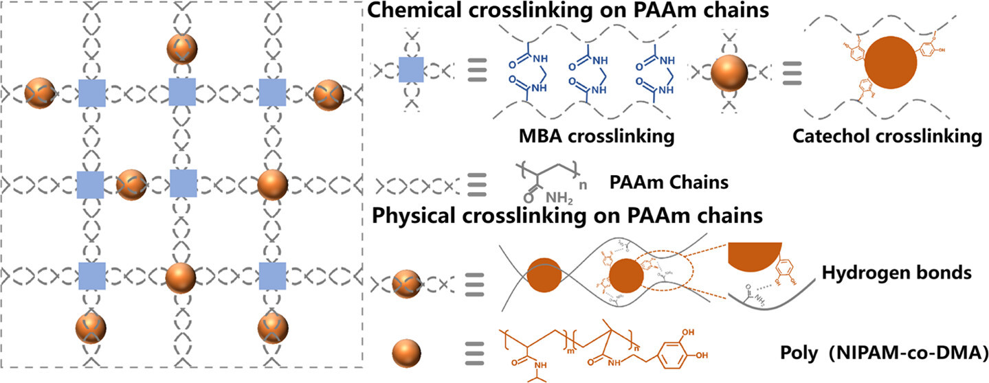 Nanogel-Reinforced Polyacrylamide Hydrogel for Potential Vascular Adhesion
