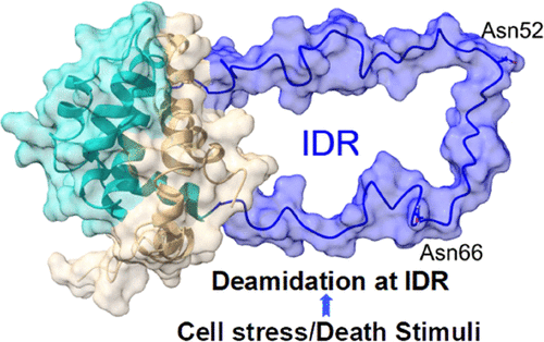 Impact of Deamidation on the Structure and Function of Antiapoptotic Bcl-xL