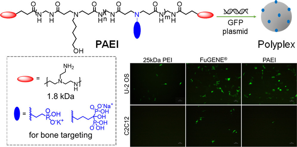 (Bis)phosphonic Acid-Functionalized Poly(ethyleneimine)- Poly(amido amine)s for Selective In Vitro Transfection of Osteosarcoma Cells