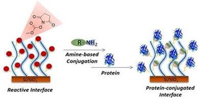 Succinimidyl Carbonate-Based Amine-Reactive Polymer Brushes: Facile Fabrication of Functional Interfaces
