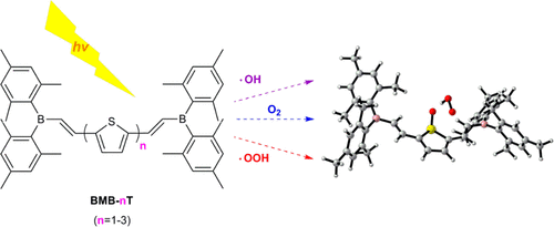 Computational Study of Photo-oxidative Degradation Mechanisms of Boron-Containing Oligothiophenes