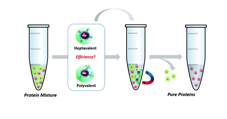Magnetic glyconanoparticles for selective lectin separation and purification