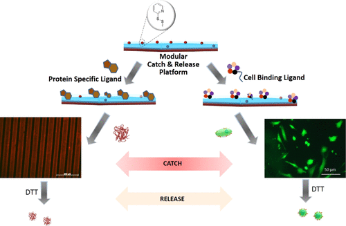 Facile Fabrication of a Modular “Catch and Release” Hydrogel Interface: Harnessing Thiol–Disulfide Exchange for Reversible Protein Capture and Cell Attachment