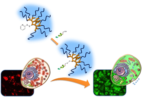 Dendrons and Multiarm Polymers with Thiol-Exchangeable Cores: A Reversible Conjugation Platform for Delivery