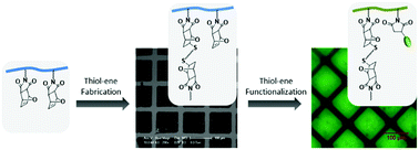 Orthogonal Thiol–ene ‘Click' Reactions: A Powerful Combination for Fabrication and Functionalization of Patterned Hydrogels