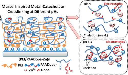 Construction of Compact Polyelectrolyte Multilayers Inspired by Marine Mussel: Effects of Salt Concentration and pH As Observed by QCM D and AFM